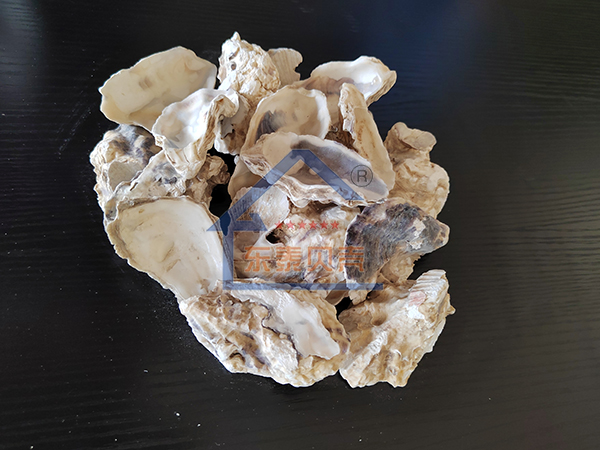 天津牡蛎壳